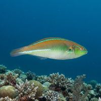 Cutribbon Wrasse