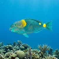 Stoplight Parrotfish terminal phase male showing bright green scales with pink-orange margins and a red-orange tail base over a Caribbean coral reef.