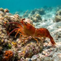 Stout Coastal Shrimp