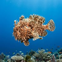Striate Anglerfish with dark body stripes and worm-like esca appendage resting motionless on a rubble reef.