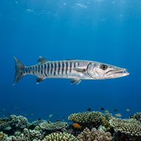 Striped barracuda with silver body and dark horizontal stripe swimming along a tropical coral reef.