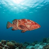 Striped-fin Grouper