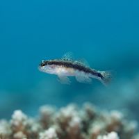 Striped Goby