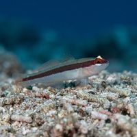 Striped Goby