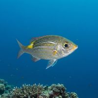 Adult striped large-eye bream with silvery body, yellow stripes and a bright yellow saddle patch, hovering over a coral reef.
