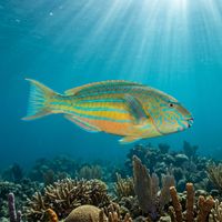 Striped Parrotfish showing blue-green and pink adult colouration swimming over a shallow Caribbean coral reef.