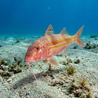 Striped red mullet with reddish-pink body, yellow lateral stripes, and pale chin barbels resting on a sandy seabed.