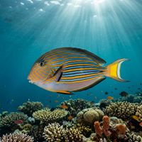 Striped Surgeonfish with vivid blue, yellow and black horizontal stripes swimming along a shallow tropical coral reef.