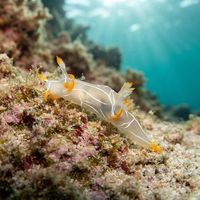 Stripete Tritonia