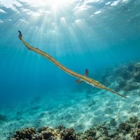Atlantic Needlefish