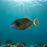 Bluethroat Triggerfish