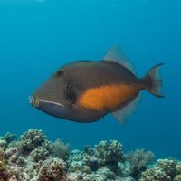 Adult orangeside triggerfish with grey-brown body and orange patch behind the mouth hovering near a rocky reef.