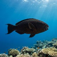 Swarthy Parrotfish showing blue-green and pinkish terminal-phase colouration swimming over a coral reef.