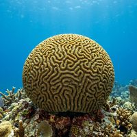 Symmetrical brain coral showing tightly coiled brown and tan labyrinthine ridges on a shallow Caribbean reef.