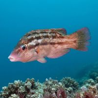 Small Baillon's wrasse with mottled brown and orange body resting near a rocky Atlantic reef ledge.