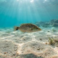 Small grey wrasse with mottled brownish-grey body resting near seagrass on a sandy Mediterranean seabed.