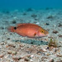 Axillary Wrasse