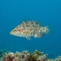 Small five-spotted wrasse with brownish body and dark spots along its back over a rocky Mediterranean reef.