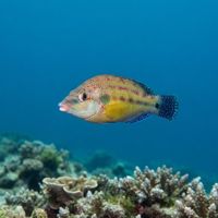 Adult peacock wrasse with a greenish-blue body, orange-yellow blotches and a pale-edged dark spot near the tail, over a rocky Mediterranean reef.
