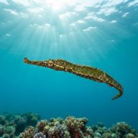 Alligator Pipefish