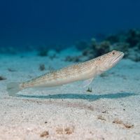 Atlantic lizardfish with mottled brown and cream camouflage resting motionless on sandy seabed.