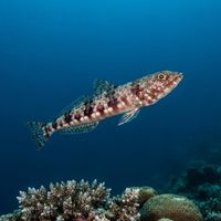 Variegated Lizardfish