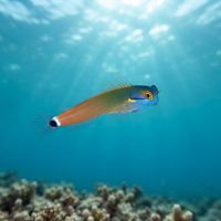 Tail-spot Combtooth-blenny