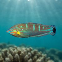 Tailspot Wrasse