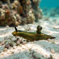 Olive Dorid