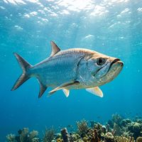 Tarpon, a large silver fish with oversized reflective scales and an upturned mouth, swimming in open blue water.