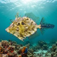 Tasselled Leatherjacket