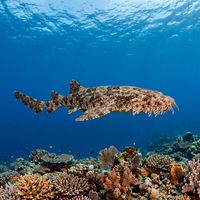 Tasselled wobbegong lying flat on a coral reef, showing its flattened brown body covered in intricate weed-like skin tassels.