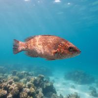 Adult cunner with mottled brown-green body resting near a rocky cold-water reef wall.
