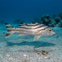 Crescent Grunter