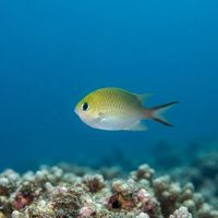 Ternate Chromis