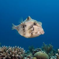 Humpback Turretfish