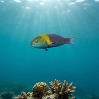 Bluntheaded Wrasse