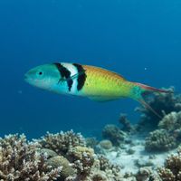 Adult bluehead wrasse with a blue head, black and white bars, and green body over a Caribbean reef.