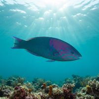 Sunset wrasse with a yellow body and purple-blue head markings swimming over a rocky Pacific reef.