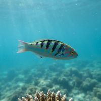 Adult sixbar wrasse with pale green body, dark vertical bars, and a pink-striped head over shallow coral reef.