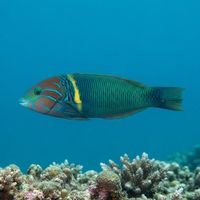 Adult goldbar wrasse with a blue head, yellow-gold midbody bar, and greenish tail over a reef.