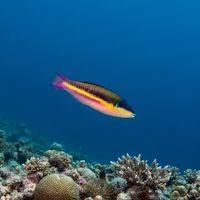 Adult Cortez rainbow wrasse with a yellow tail, blue-green body and pink stripes over a rocky reef.