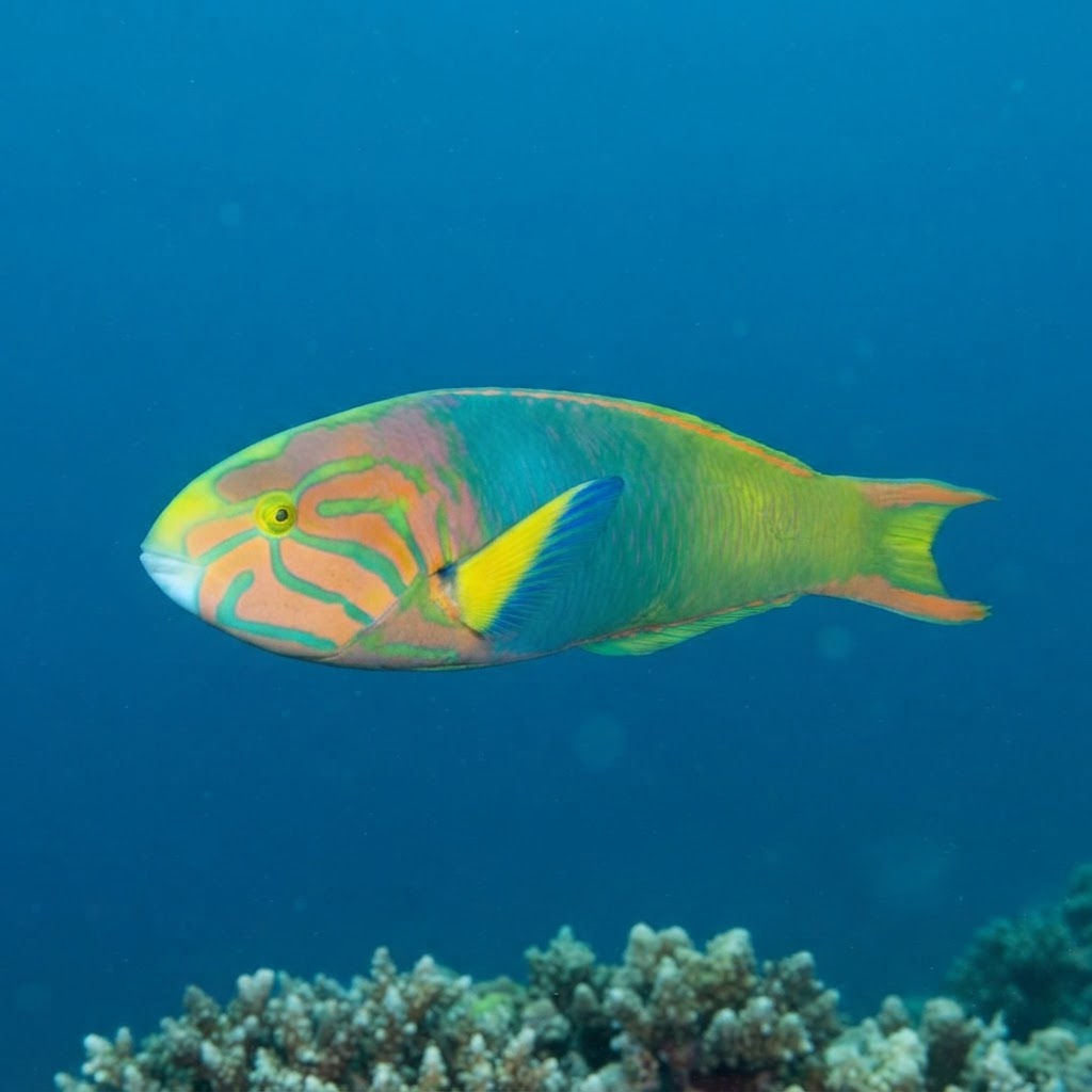 Sunset Wrasse