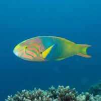 Adult sunset wrasse with a pale green body, pink facial markings and a yellow-edged tail over a coral reef.