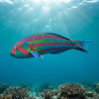 Surge Wrasse