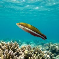 Adult Klunzinger's wrasse with blue-green body and orange-yellow striped face over a Red Sea reef.