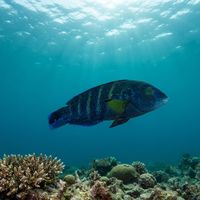 Sevenband Wrasse