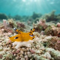 Pikachu Longhorn Dorid