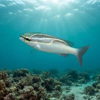 Threeline Monocle Bream with silvery body and dark diagonal eye stripe swimming over a coral reef.