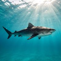 Tiger shark with faded vertical dark bars along a grey-brown body swimming in open blue water.